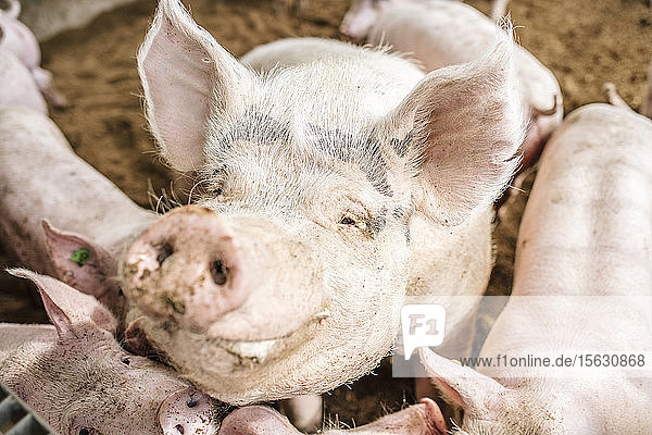 Hochwinkel-Nahaufnahme von Schweinen im Schweinestall