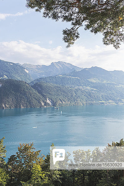 Schweiz  Gersau  Schwyz  Aussicht auf den Vierwaldstättersee im Sommer