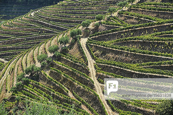 Portugal  Douro  Dourotal  Weinberge auf dem Hügel von oben gesehenÂ