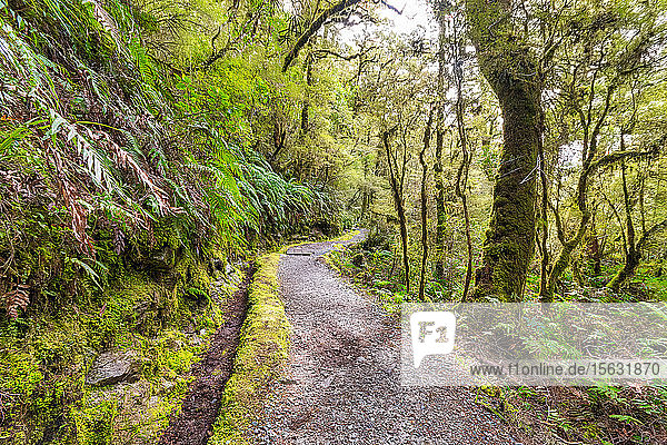 Fiordland National Park  Weg durch den Regenwald  Südinsel  Neuseeland