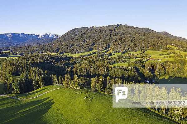 Luftaufnahme von Kuhweide und Wald bei Wackersberg  Isarwinkel  Oberbayern  Bayern  Deutschland
