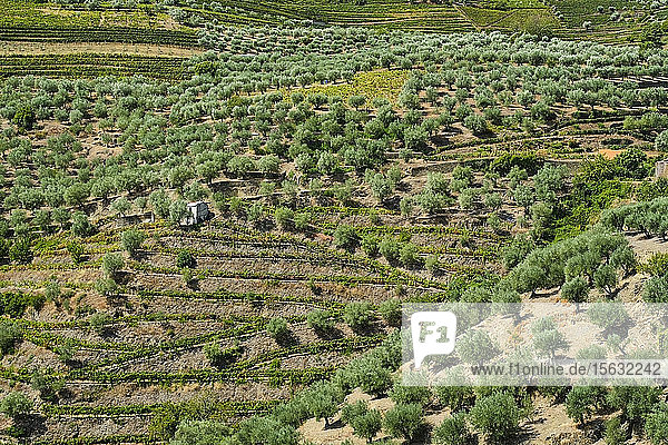 Portugal  Douro  Douro Valley  Wine region seen from airÂ 