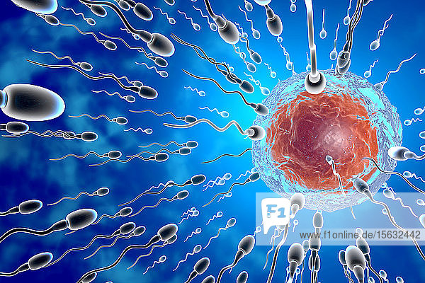 Visualisierung von Spermien  die auf die Eizelle zur Befruchtung zusteuern