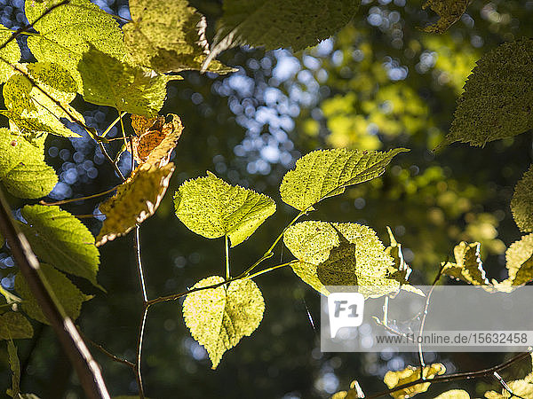 Deutschland  Bayern  Oberpfälzer Wald  Blätter im Sonnenlicht