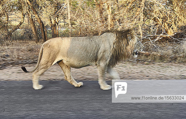 Männlicher Löwe wandert durch den Krüger-Nationalpark  Lesotho  Afrika