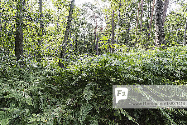 Landschaftliche Ansicht von Bäumen und Pflanzen  die im Darßwald wachsen  Deutschland