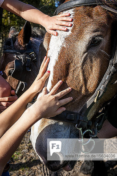 Close-up of children stroking a horse