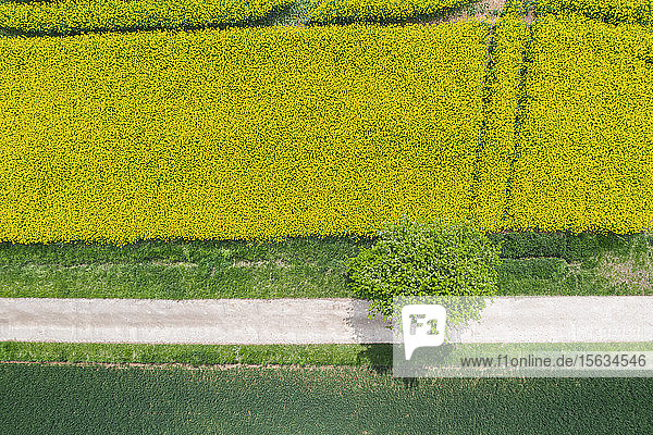 Deutschland  Bayern  Regensburg  Luftaufnahme einer leeren Landstraße entlang eines Rapsfeldes im Sommer