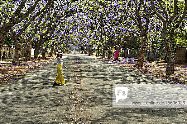 Frau mit Hut geht mitten auf einer Straße voller blühender Jacarandabäume  Pretoria  Südafrika