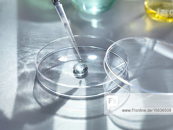 Nahaufnahme von medizinischen Proben  die in Petrischalen für Laborversuche pipettiert werden