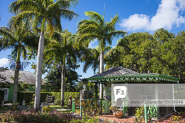 Blick auf Palmen  die im botanischen Garten wachsen  gegen den Himmel in St. Kitts und Nevis  Karibik