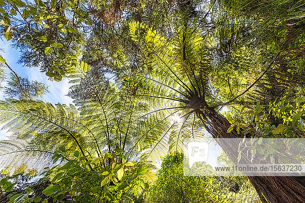 Niedrigwinkelansicht der Bäume am Abel Tasman Coastal Track  Südinsel  Neuseeland