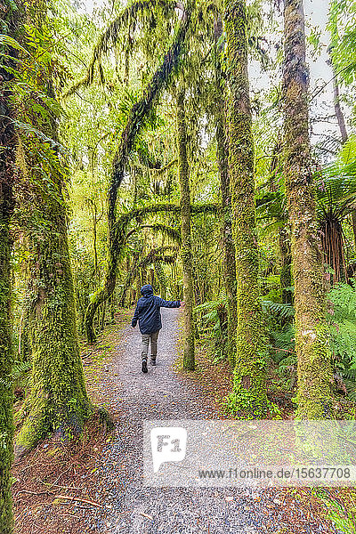 Weibliche Wanderin berührt Baum  Roaring Billy Falls Walk  Südinsel  Neuseeland