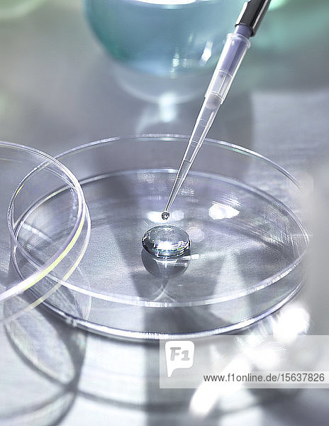 Hochwinkelansicht von Proben  die in Petrischalen pipettiert werden  für Experimente im Labor