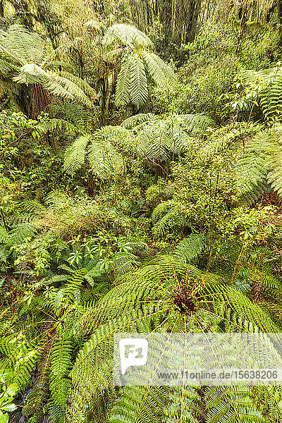 Regenwald und Farne  Fiordland-Nationalpark  Südinsel  Neuseeland