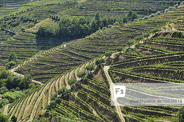 Portugal  Douro  Douro-Tal  Luftaufnahme der Weinberge auf dem HügelÂ