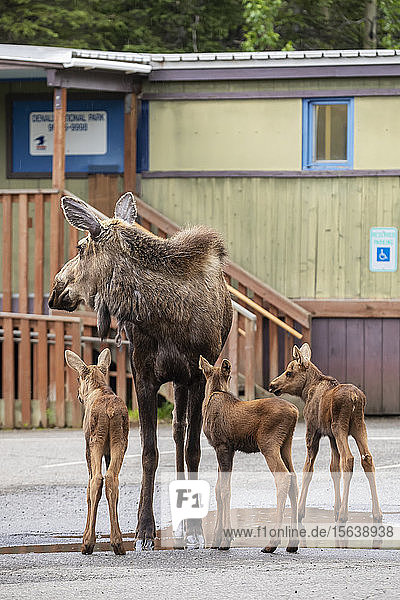 A cow moose (Alces alces) with rare triplet calves drinking from a puddle in the parking lot of the Denali Post Office  Denali National Park and Preserve; Alaska  United States of America