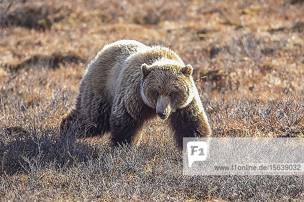A Grizzly bear (Ursus arctos horribilis) struts towards the photographer's car Interior Alaska Denali National Park and Preserve; Alaska United States of America