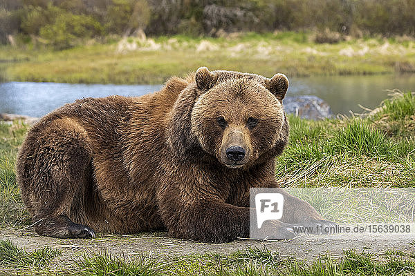 Braunbärensau (Ursus arctos) liegt im Gras und schaut in die Kamera  Alaska Wildlife Conservation Centre  Süd-Zentral-Alaska; Portage  Alaska  Vereinigte Staaten von Amerika