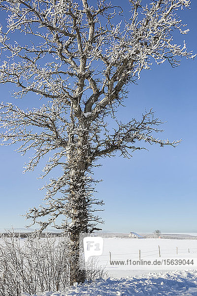 Eisbedeckter Baum vor blauem Himmel; Sault St. Marie  Michigan  Vereinigte Staaten von Amerika
