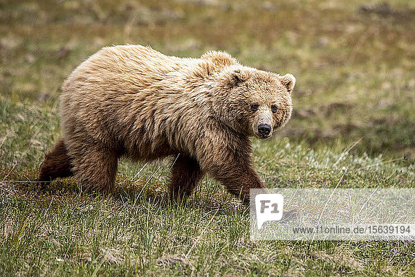 Hell gefärbte ausgewachsene Grizzlybärensau (Ursus arctos hornbilis)  Denali National Park and Preserve; Alaska  Vereinigte Staaten von Amerika
