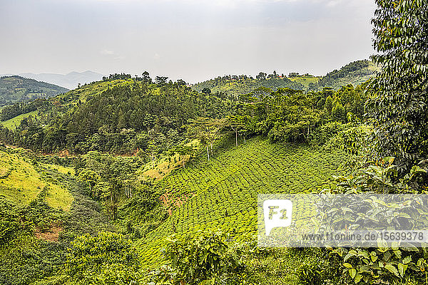 Teeplantagen; Kachulagenyi  Westliche Region  Uganda