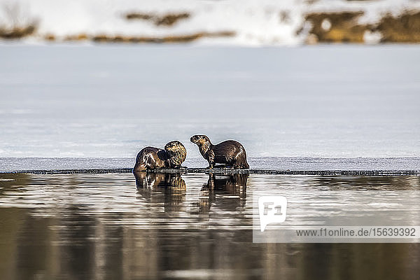 Ein Paar Flussotter (Lontra canadensis) fischt im Lower Summit Lake auf der Kenai-Halbinsel im Frühjahr  wenn das Eis verschwindet  Süd-Zentral-Alaska; Alaska  Vereinigte Staaten von Amerika