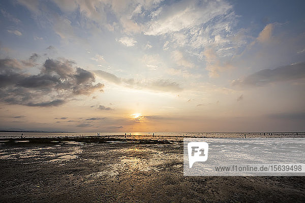 Menschen sammeln Muscheln am Strand bei Sonnenuntergang; Lovina  Bali  Indonesien