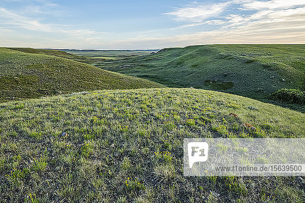 Weite Landschaft  die sich bis zum Horizont erstreckt  im Grasslands National Park; Val Marie  Saskatchewan  Kanada