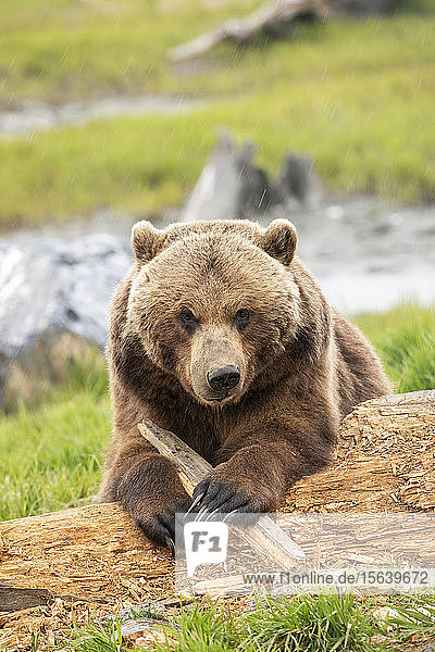 Grizzlybärensau (Ursus arctos horribilis) schaut in die Kamera  während sie mit einem Stock spielt  Alaska Wildlife Conservation Center  Süd-Zentral-Alaska; Portage  Alaska  Vereinigte Staaten von Amerika
