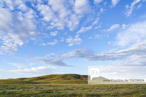 Üppiges grünes Gras auf Feld und Hügel  Grasslands National Park; Val Marie  Saskatchewan  Kanada