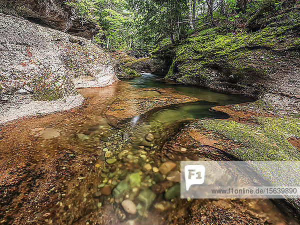 Wunderschöne Naturlandschaft mit ruhigem Bach in einem Wald; Saint John  New Brunswick  Kanada