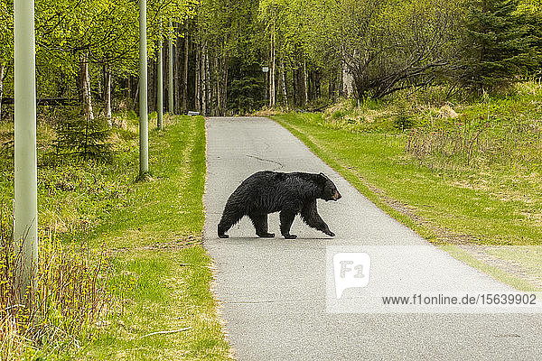 Ein ausgewachsener Schwarzbär (Ursus americanus) überquert einen Fahrradweg im Kincaid Park in Anchorage  Süd-Zentral-Alaska; Anchorage  Alaska  Vereinigte Staaten von Amerika