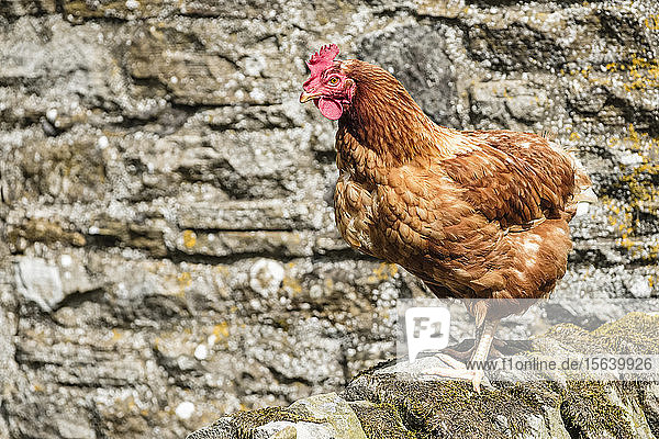 Lohmann Brown Chicken; Hexham  Northumberland  England