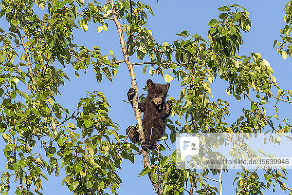 Ein Schwarzbärenjunges (Ursus americanus)  das sich an einem Ast in der Spitze eines Baumes festhält  vor einem blauen Himmel; Alaska  Vereinigte Staaten von Amerika