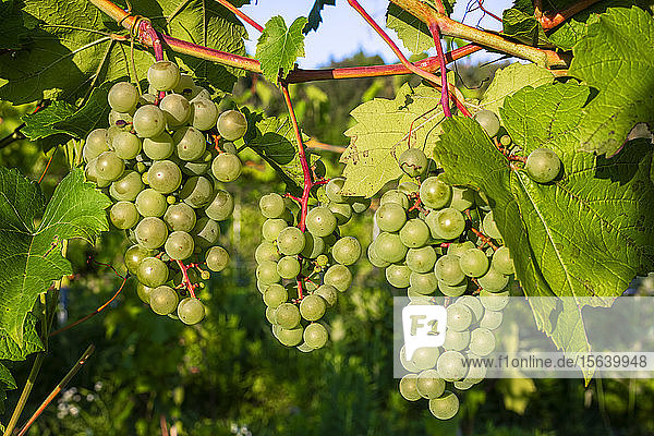 Green grapes ripening in clusters on a vine; Shefford  Quebec  Canada