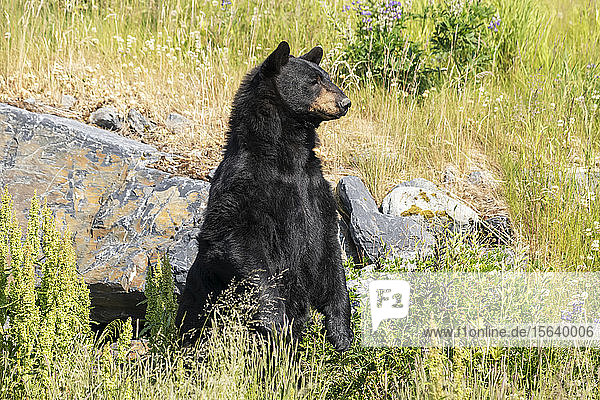 Männlicher Schwarzbär (Ursus americanus) steht  um eine bessere Sicht zu bekommen  Alaska Wildlife Conservation Center  Süd-Zentral-Alaska; Portage  Alaska  Vereinigte Staaten von Amerika