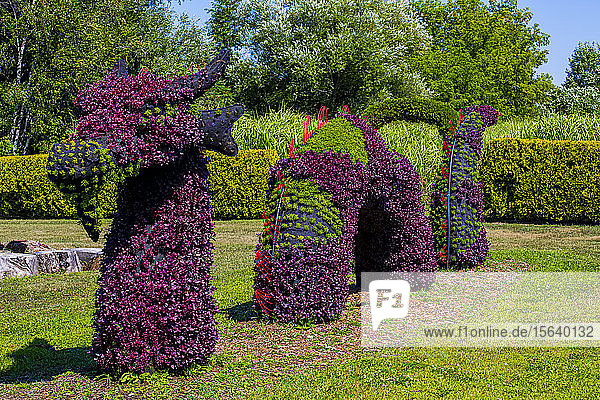 Plants with purple and green foliage created in the shape of a dragon or sea monster; St Lazare Quebec Canada