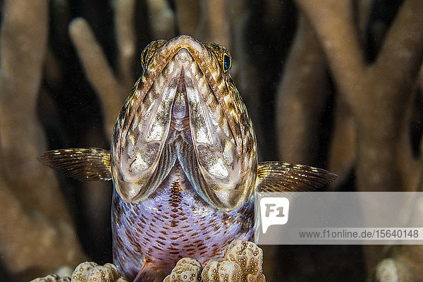 Der Zweifleck-Eidechsenfisch (Synodus binotatus) ist ein Raubfisch  der sich oft in den Sandboden eingräbt  um sich zu verstecken  vor der Insel Yap; Yap  Föderierte Staaten von Mikronesien
