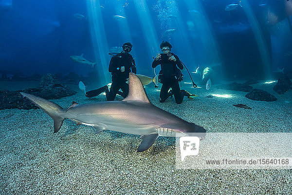 Two divers get a close look at a Scalloped hammerhead shark (Sphyrna lewini) along with many other species in their big tank at the Maui Ocean Centre; Maui  Hawaii  United States of America