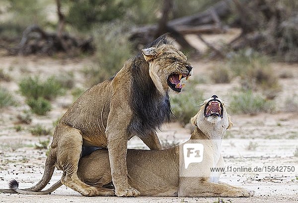 Kalahari-Löwen (Panthera leo vernayi) Alttiere Tierpaar bei der Paarung Kalahari-Wüste Kgalagadi-Transfrontier-Nationalpark Südafrika