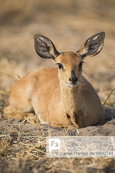 Steinbock (Raphicerus campestris)  weiblich  Moremi Wildlife Reserve  Ngamiland  Botswana  Afrika