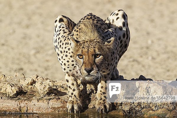 Gepard (Acinonyx jubatus) Weibchen an einem Wasserloch Kalahari-Wüste Kgalagadi Transfrontier Park Südafrika