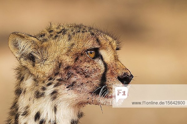 Cheetah (Acinonyx jubatus) female animal portrait with bluddy mouth Kalahari Desert Kgalagadi Transfrontier Park South Africa Africa
