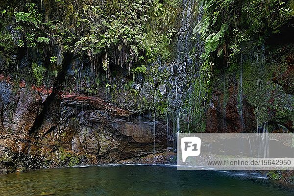 Mit Farnen (Polypodiopsida  Filicopsida) bewachsene Felswand am Wasserfall 25 Quellen  Fontes  Regenwald im Naturschutzgebiet Rabacal  Insel Madeira  Portugal  Europa