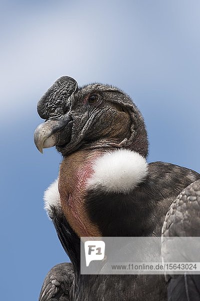 Andenkondor (Vultur gryphus)  Tierporträt  in Gefangenschaft  Anden  Peru  Südamerika