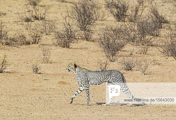 Gepard (Acinonyx jubatus) subadultes Männchen geht im trockenen und kargen Auob Flussbett Kalahari-Wüste Kgalagadi Transfrontier Park Südafrika