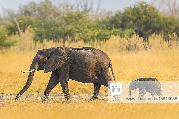 Afrikanische Elefanten (Loxodonta africana)  Elefantenkalb mit Muttertier  Moremi Wildlife Reserve  Ngamiland  Botswana  Afrika