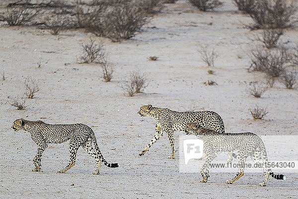 Geparden (Acinonyx jubatus) Weibchen mit männlichen Jungtieren im trockenen und kargen Auob Flussbett Dürre Kalahari-Wüste Kgalagadi Transfrontier Park Südafrika