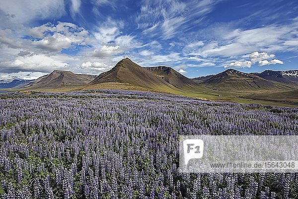 Blue flowering Nootka lupins (Lupinus nootkatensis) in front of volcanic mountains cloud formation. near Pingeyri Westfjords Iceland Europe
